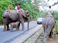 Elefanten an der Bahnstrecke